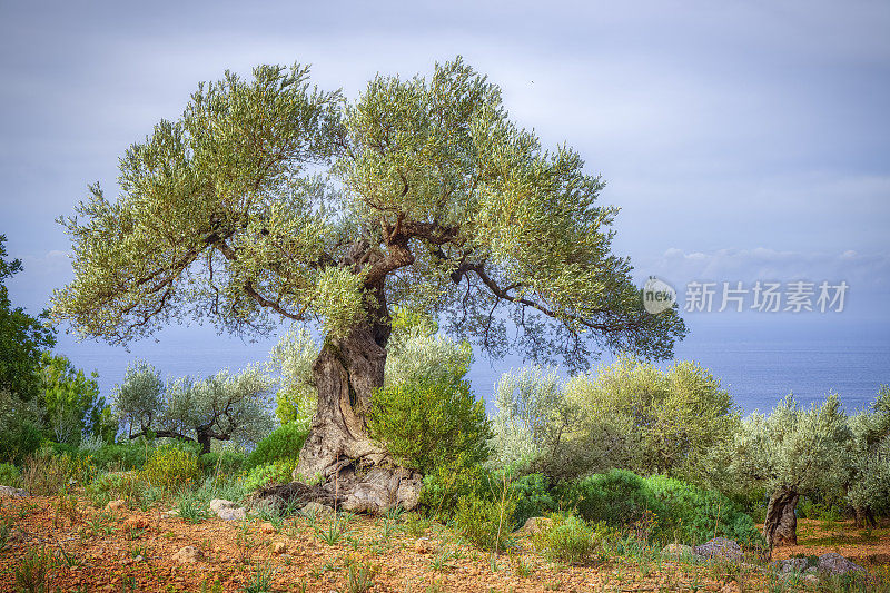 西班牙马略卡岛巴利阿里群岛(Balearic Islands, Majorca) Sa Foradada和Son Marroig附近的Serra de Tramuntana非常古老的橄榄树
